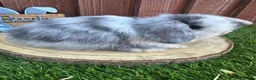 Mini Lop rabbits for sale: 🥰😍Stunning purebred mini lops ready to reserve  - Advert 21