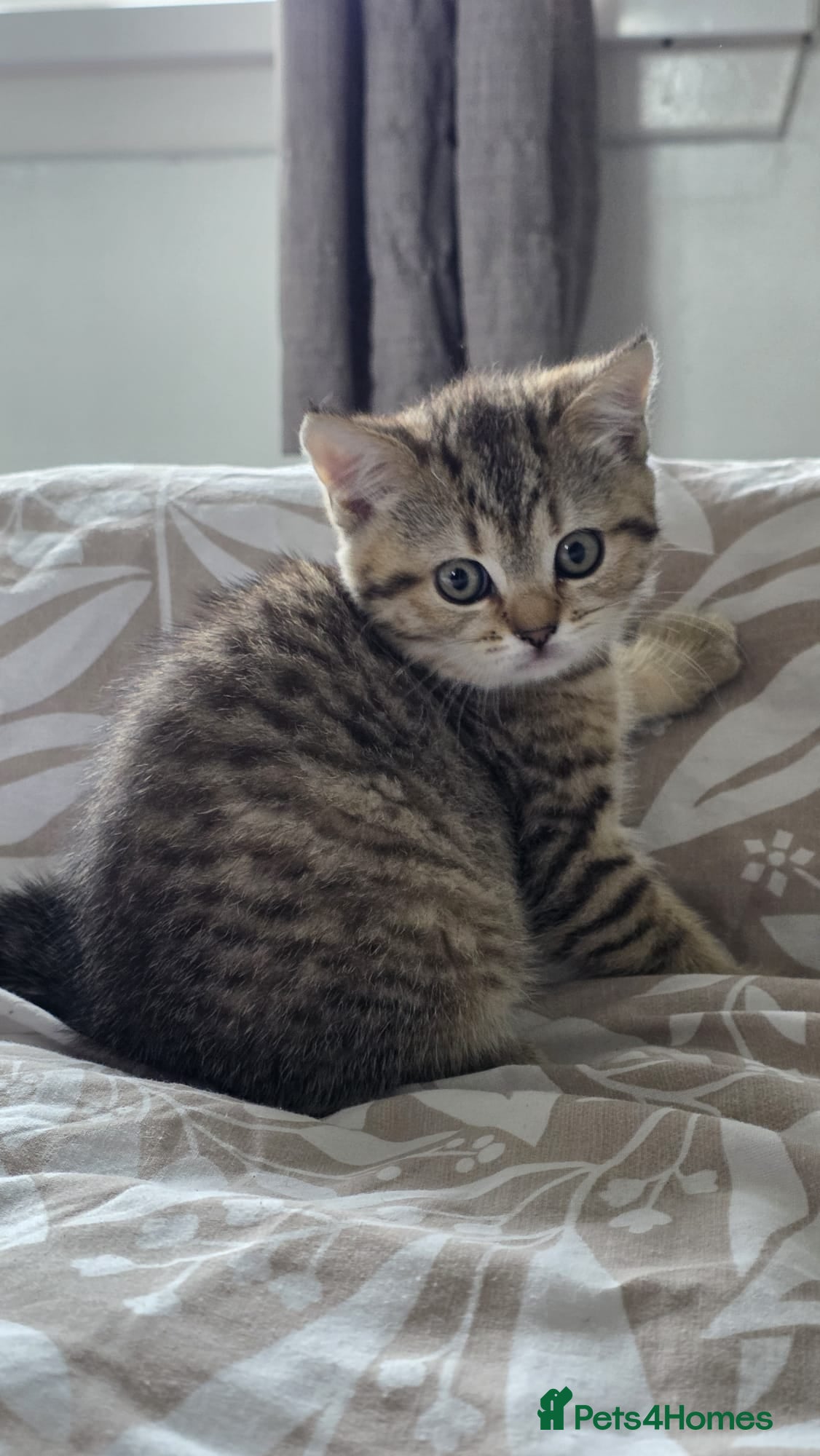British Shorthair cats British Shorthair kittens! 2 LEFT!  - Advert 4