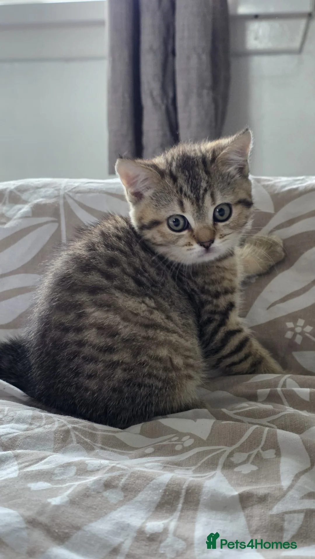 British Shorthair cats for sale: British Shorthair kittens! 2 LEFT!  - Advert 1