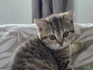 British Shorthair cats British Shorthair kittens! 2 LEFT! - Advert 4
