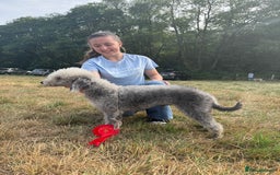 Bedlington Terrier dogs for stud: KC registered CT tested bedlington - Image 2