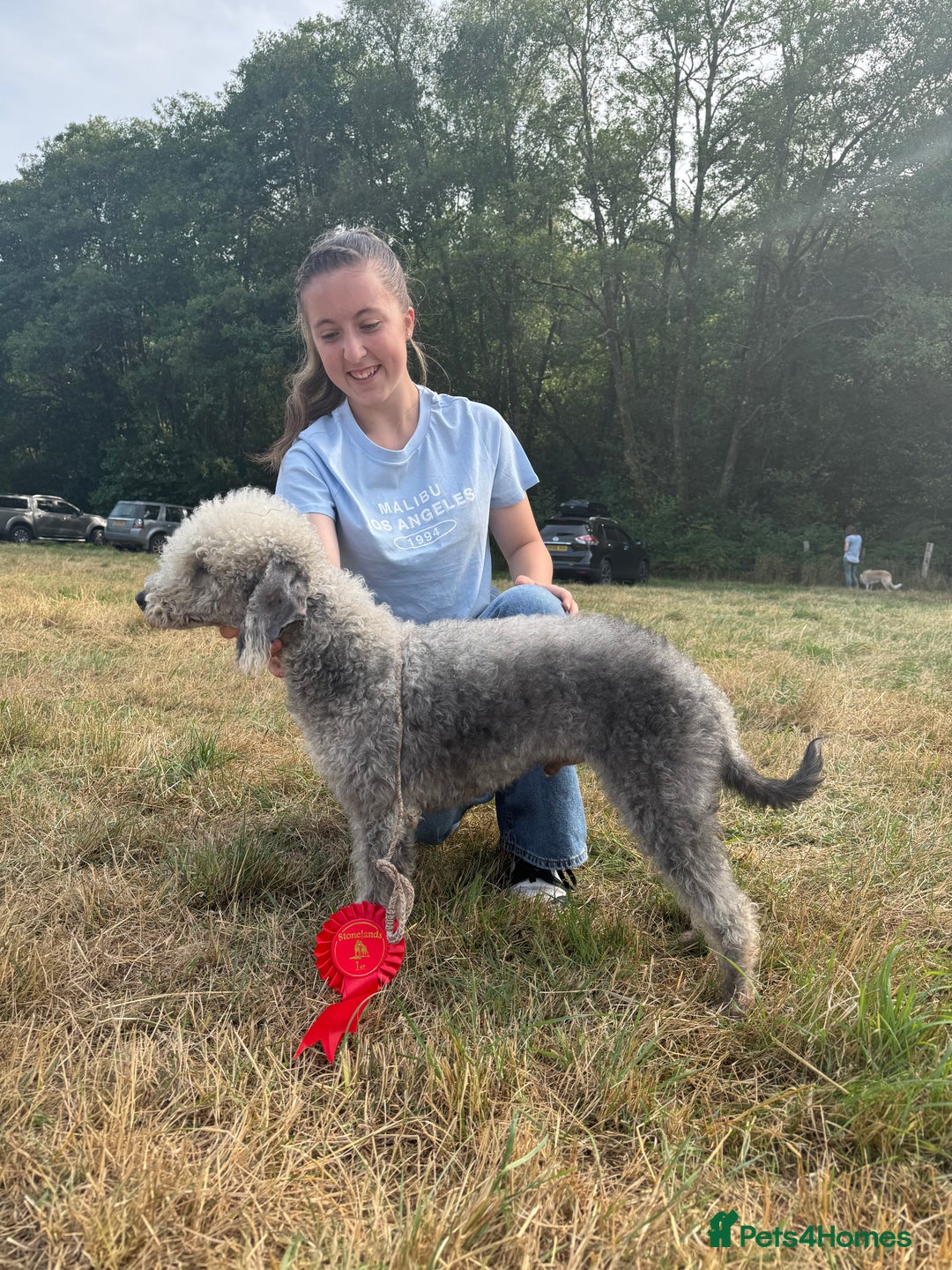 Bedlington Terrier dogs for stud: KC registered CT tested bedlington - Image 2