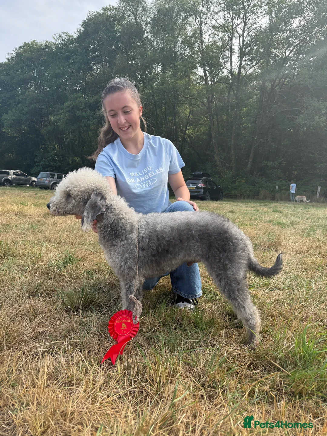 Bedlington Terrier dogs for stud: KC registered CT tested bedlington - Advert 2