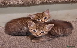 Mixed Breed cats for sale: Adorable kitten's  - Image 3