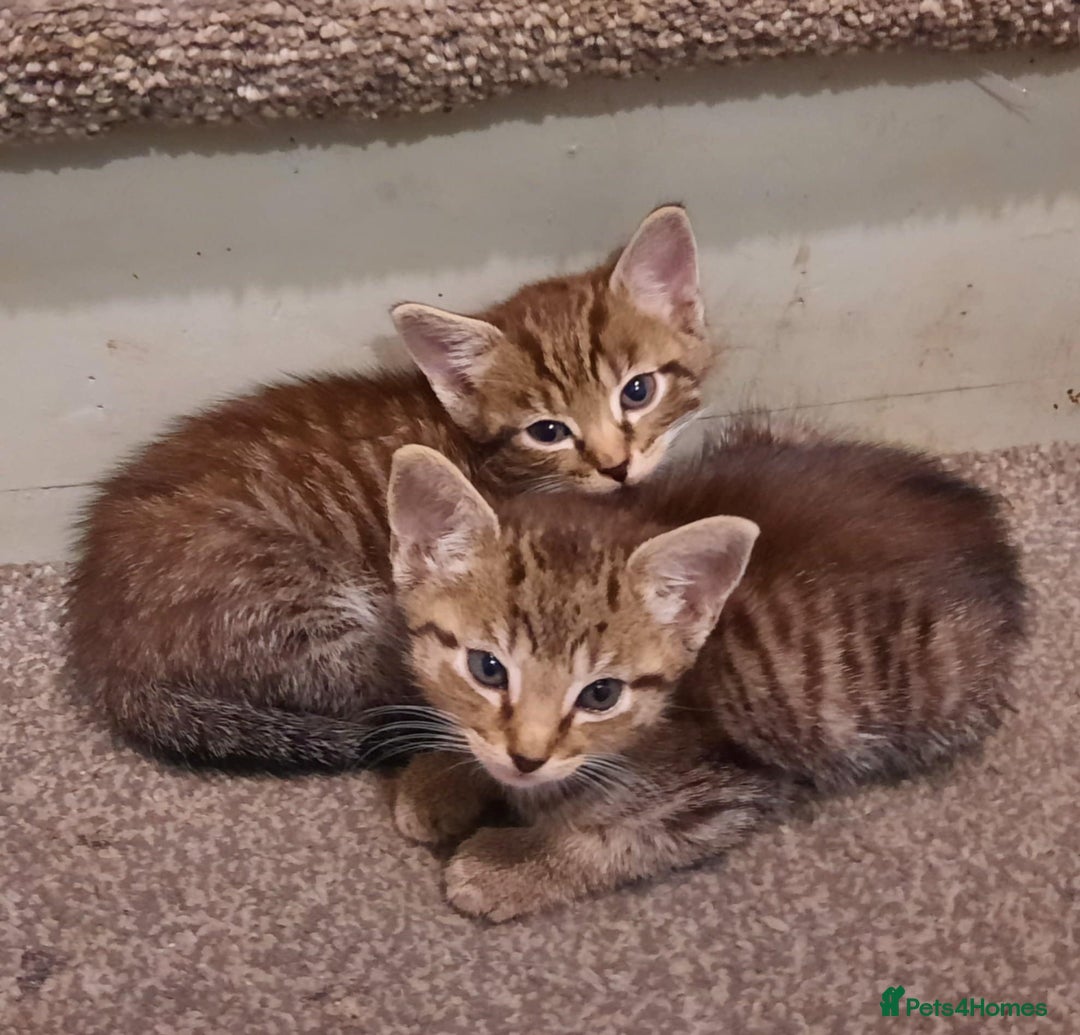 Mixed Breed cats for sale: Adorable kitten's  - Image 3