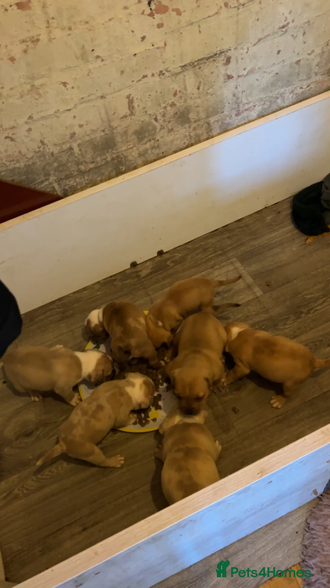 Mixed Breed dogs for sale: Staffy cross pocket bully puppies - Advert 11