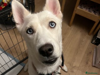 Siberian Husky dogs White husky puppies - Advert 1