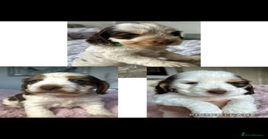 Cocker Spaniel dogs - Advert 2