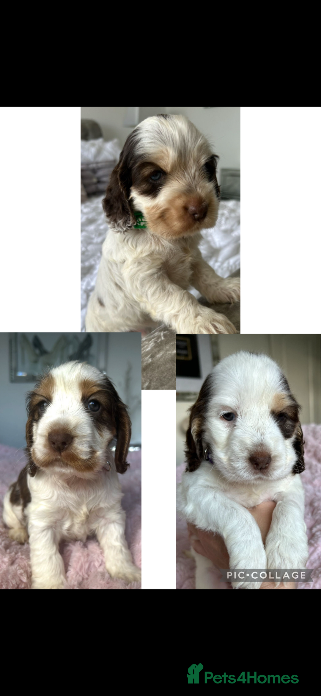 Cocker Spaniel dogs for sale: OUTSTANDING KC REG COCKER SPANIEL PUPPIES  - Image 3