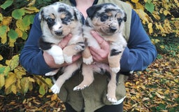 Border Collie dogs for sale: Border Collie Puppies Top Quality! - Image 11