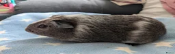 Guinea Pig rodents for sale: Guinea pigs boars and sows available  - Advert 12