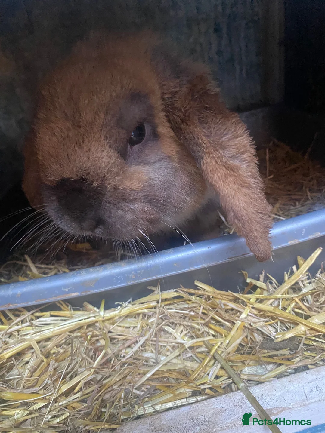 Mixed Breed rabbits for sale: Two male rabbits  in Norwich - Advert 4