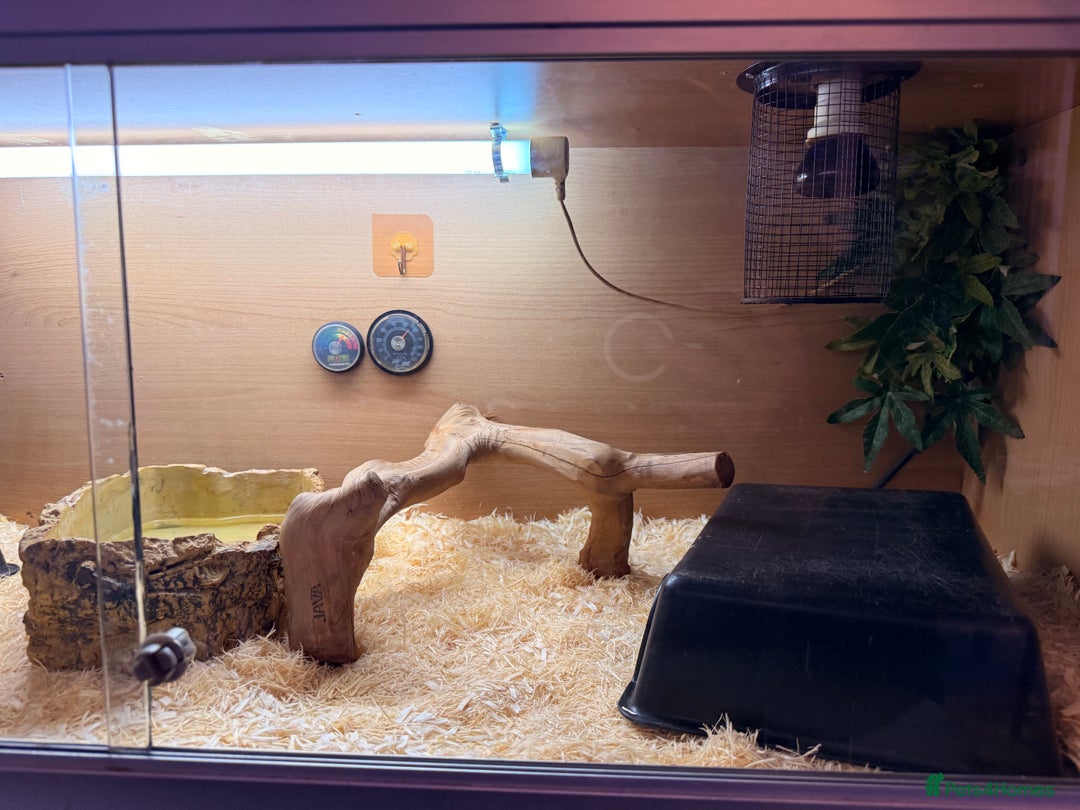 Python Snake reptiles for sale: Elizabeth looking for new home ;)  - Advert 4