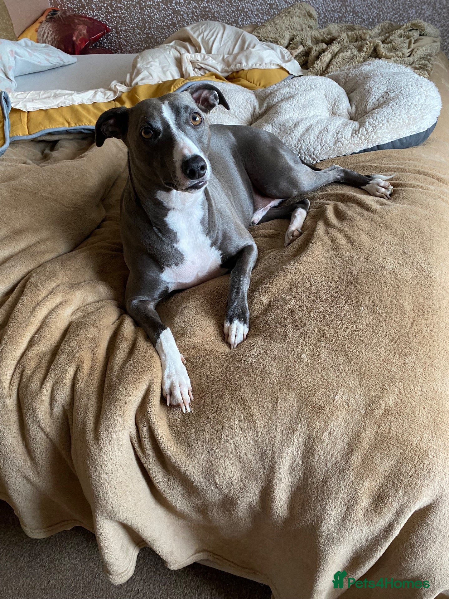 Mixed Breed dogs for sale: Whippet/Italian Greyhound 20 Months old - Advert 2