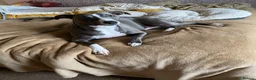 Mixed Breed dogs for sale: Whippet/Italian Greyhound 20 Months old in Rotherham - Advert 2