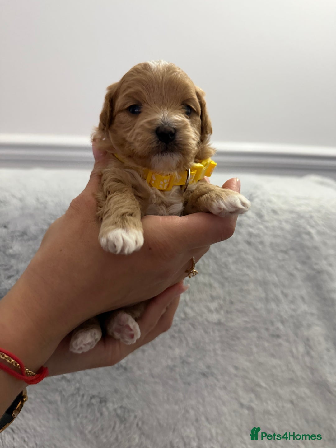 Maltipoo dogs for sale: Beautiful Tiny Maltipoo Tree girls 🐶🐾💝💝💝 - Advert 11