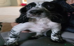 Cocker Spaniel dogs for sale: 4x Cocker Spaniel pups blue roan READY TO GO - Image 4