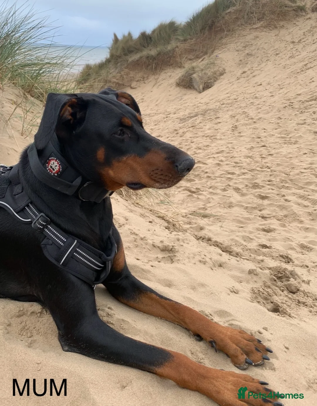 Dobermann dogs for sale: KC REGISTERED - DOBERMAN PUPPIES in Saint Helens - Advert 2