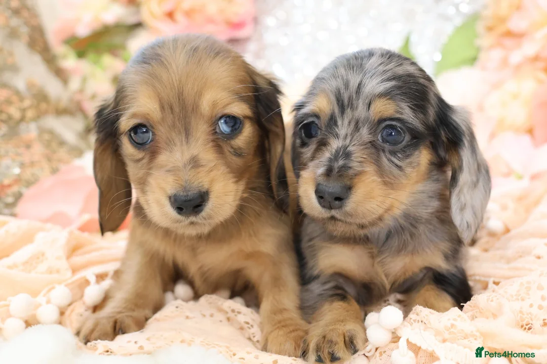 Miniature Dachshund dogs for sale: KC Longhair Miniature Dachshund Puppies - Advert 2