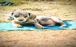 Miniature Dachshund dogs for sale: Beautiful Isabella dachshund puppies - Image 12