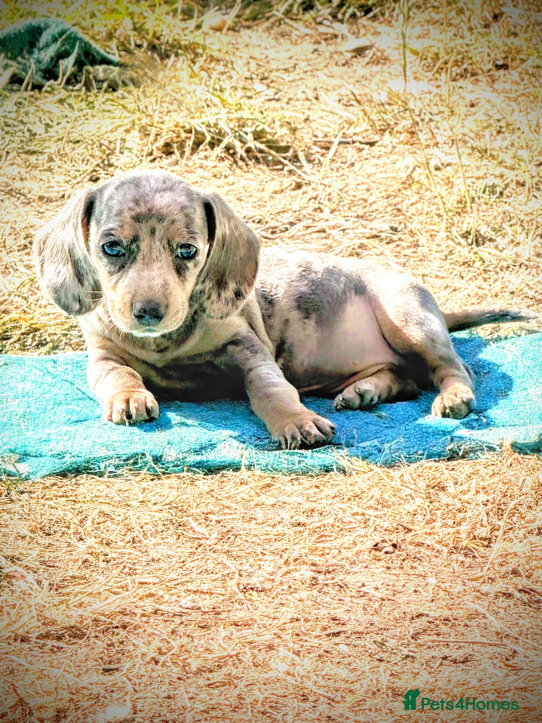Miniature Dachshund dogs for sale: Beautiful Isabella dachshund puppies - Image 12