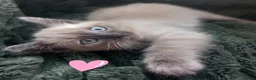 Mixed Breed cats for sale: Persian x sphynx  accidental litter - Advert 3