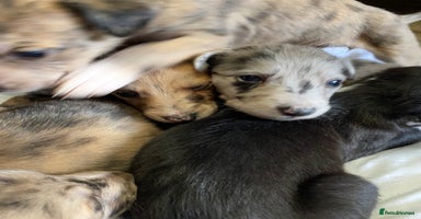 Mixed Breed dogs - Advert 7
