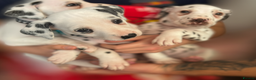 Dalmatian dogs for sale: Dalmatians for Sale (Last 2 Boys Left) - Advert 2