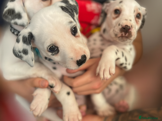 Dalmatian dogs Dalmatians for Sale (Last Girl & 2 Boys Left) - Advert 6