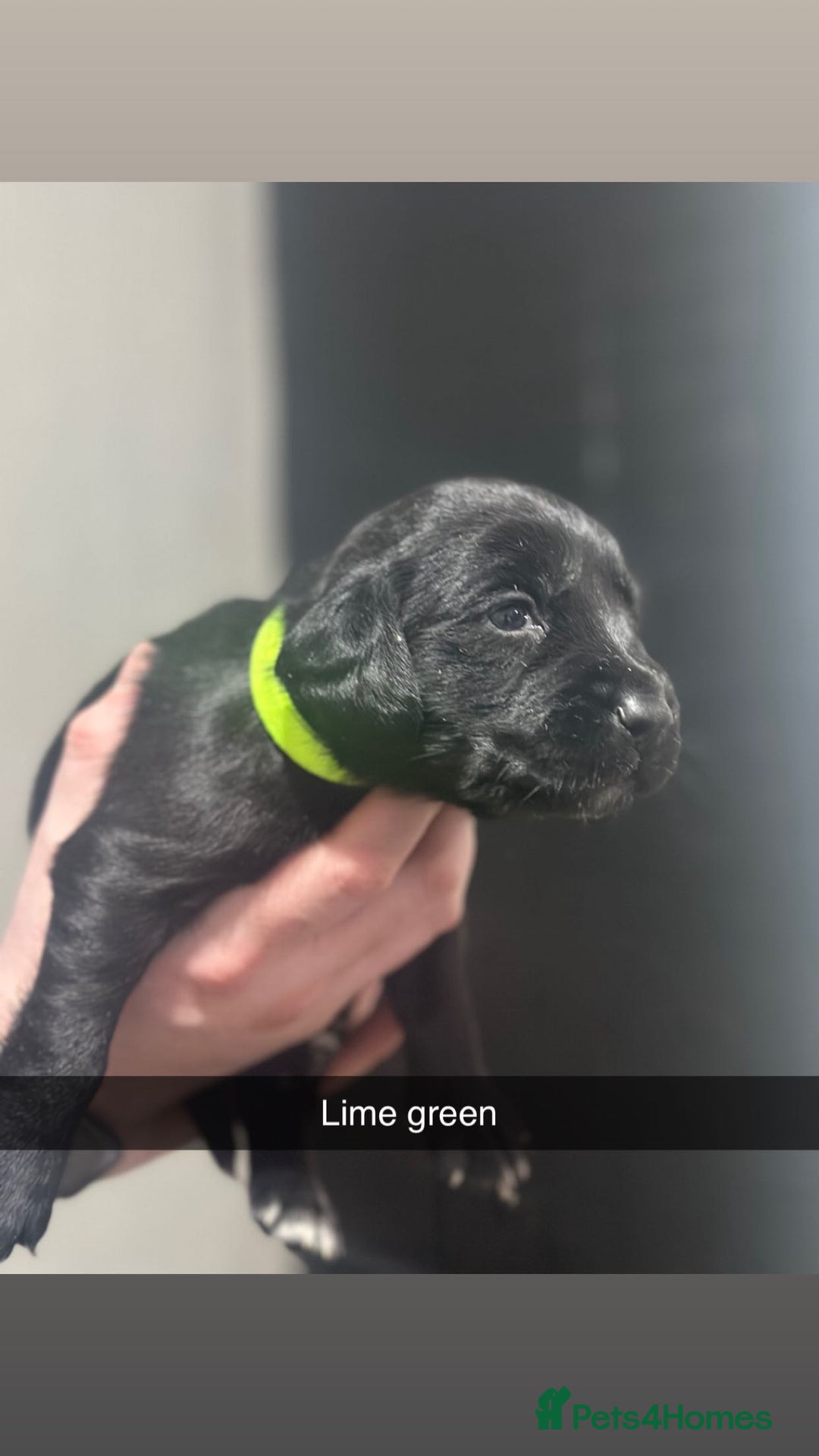 Cockerdor dogs for sale: Cockerdors - Advert 4