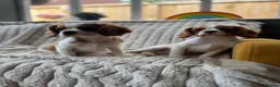 Cavalier King Charles Spaniel dogs for sale: 2 Blenheim cavalier King Charles spaniel boys  - Advert 24