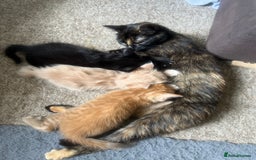 Mixed Breed cats for sale: Beautiful male kitten for new home - Image 2