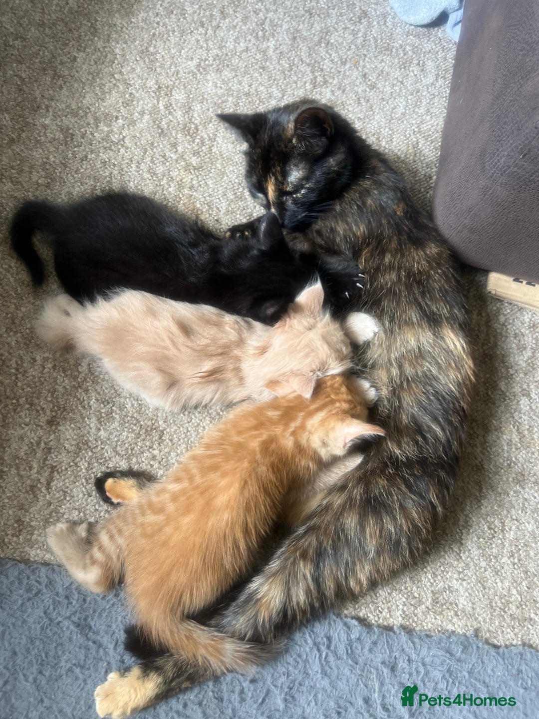 Mixed Breed cats for sale: Beautiful male kitten for new home - Image 2