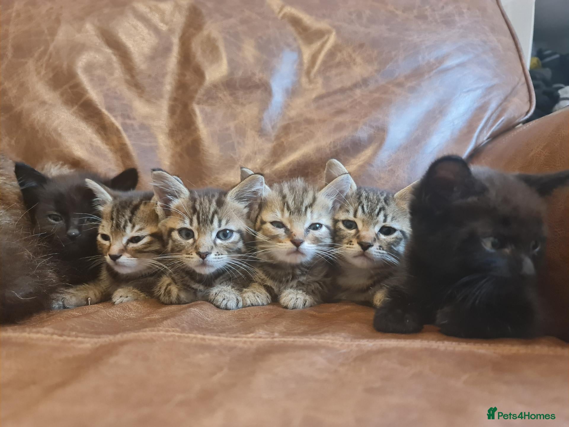 Mixed Breed cats Kittens for sale  - Advert 2