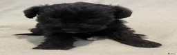 Schnoodle dogs for sale: Schnoodle pups for sale. Ready 11th October.  - Advert 23