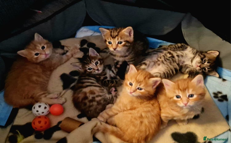 Domestic Shorthair cats - Advert 1