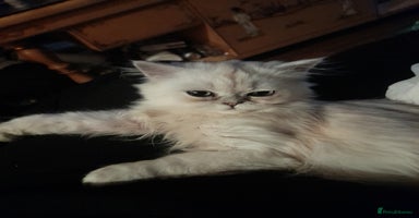 Persian cats - Advert 6