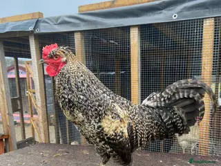 Chickens poultry Cockerels - Advert 1