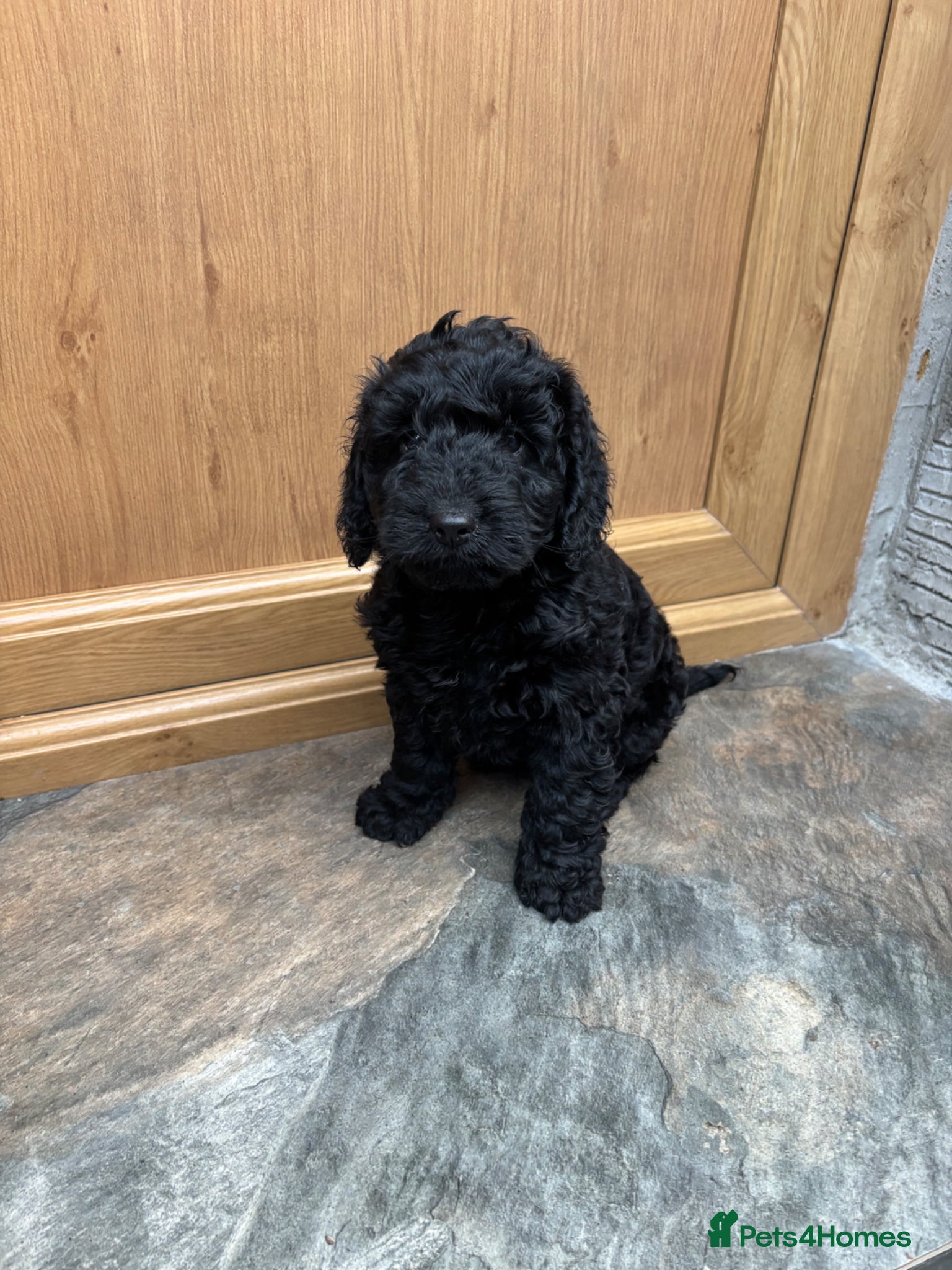 Cockapoo dogs One black boy cockerpoo left  - Advert 1