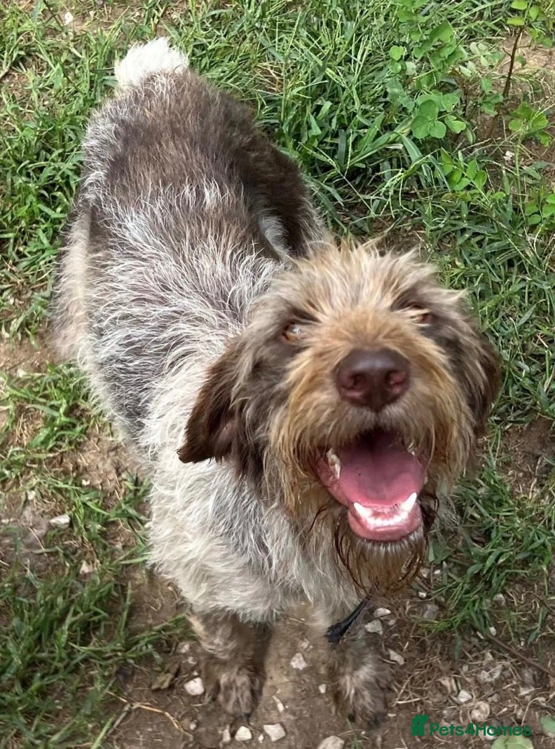 German Wirehaired Pointer dogs Pepa - 2 year old GWP - Advert 1