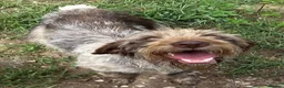 German Wirehaired Pointer dogs for adoption: Pepa - 2 year old GWP - Advert 1