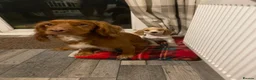 Cocker Spaniel dogs for sale: Red Cocker Spaniel Bitch - Advert 2