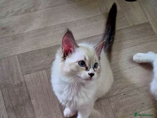 Ragdoll cats Ragdoll Kittens Available - Advert 6