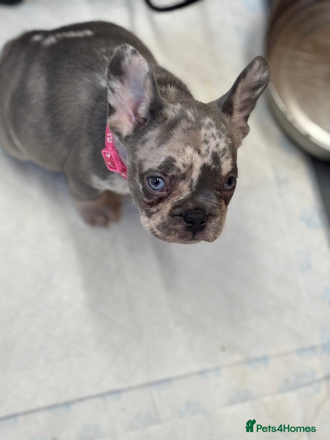 French Bulldog dogs for sale: 💕Adorable French bulldogs💕 - Advert 14