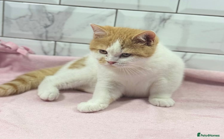 British Shorthair cats - Advert 1