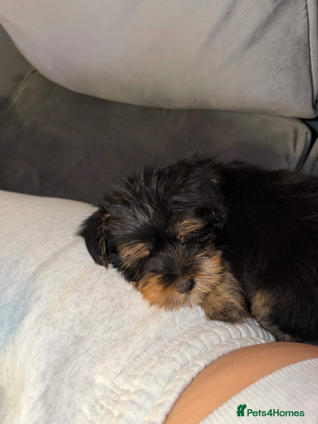 Yorkshire Terrier dogs for sale: 🌸 Stunning Yorkshire terrier puppies available 🌸 - Advert 3