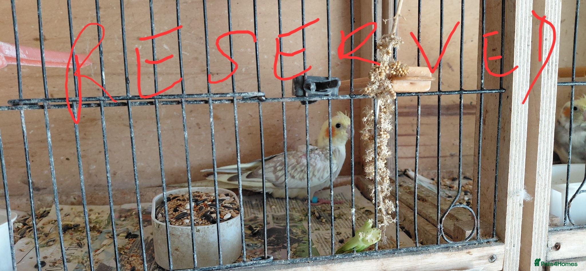 Cockatiels birds YOUNG COCKATIELS FOR SALE  - Advert 6