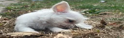 Mixed Breed dogs for sale: Super cute  chihuahua x  - Advert 6