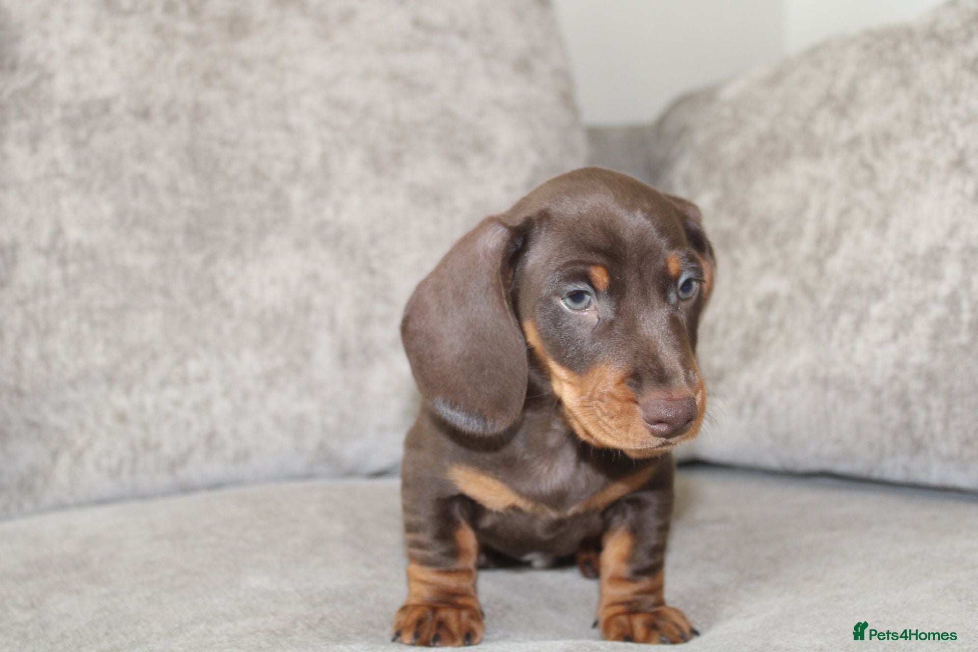 Miniature Dachshund dogs Miniature Dachshund puppies  - Advert 6
