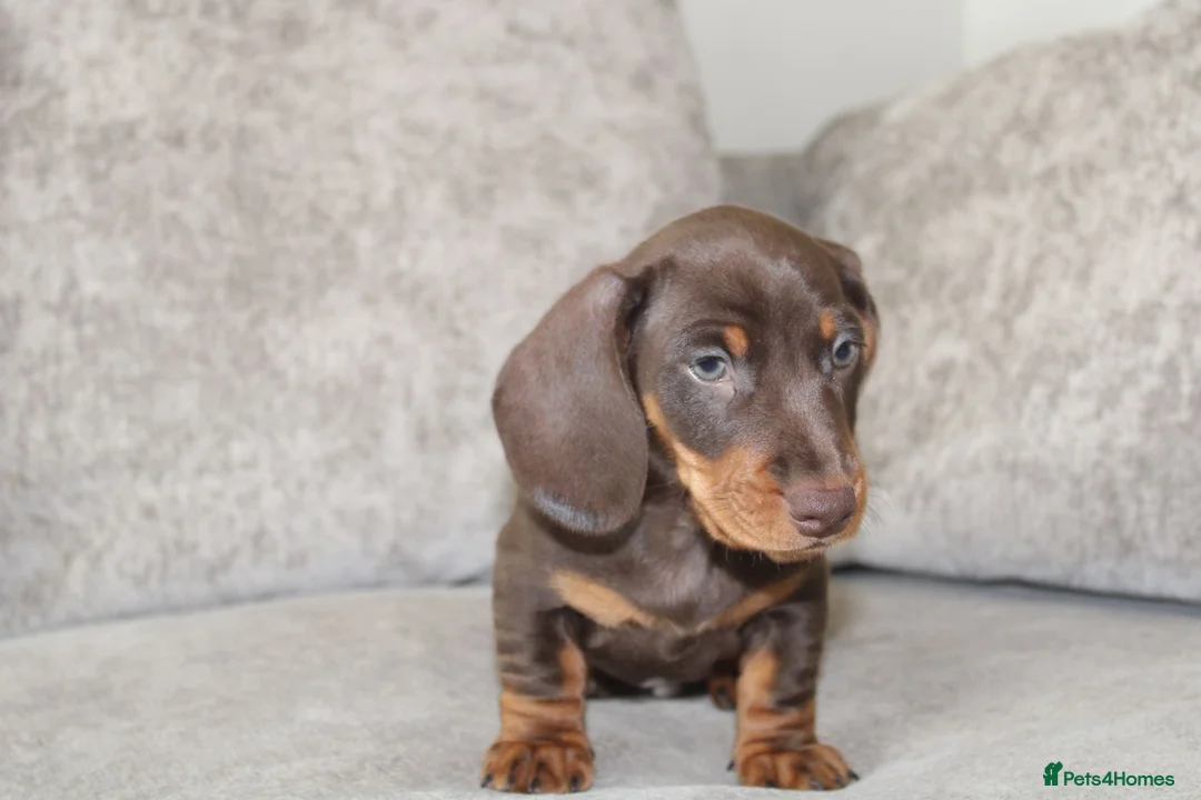 Miniature Dachshund dogs for sale: Miniature Dachshund puppies  - Advert 1